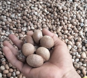Noyau de noix de coco entier séché naturel DK876S, marque Danemark, origine Danemark, pour la transformation alimentaire et la vente en gros - Product Image 4