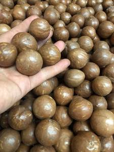 Produit populaire Noix de macadamia concassées séchées croustillantes délicieuses des fournisseurs du Vietnam/Noix de macadamia en vrac avec une offre compétitive - Product Image 2