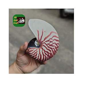 NAUTILUS CONCHA DE MAR ARTESANÍA AL POR MAYOR CONCHA DECORATIVA NATURAL ACENTOS ÚNICOS PARA EL HOGAR ACCESORIO PARA JOYERÍA Y ARTE VIETNAM - Product Image 1