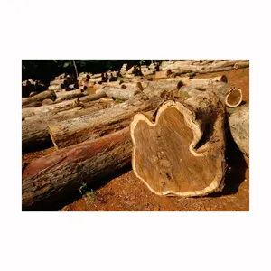 松木和橡木柚木原木木材木柴和煤球