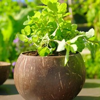 Bols de service classiques faits à la main en coquille de noix de coco avec cuillère, résistants à la chaleur, écologiques, cadeau d'affaires Vietnam MPL pour soupes et nouilles chaudes