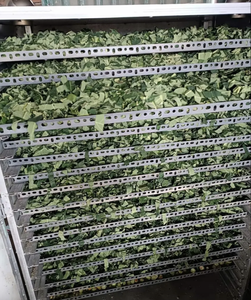 Proveedor mayorista de hojas de papaya secas de primera calidad en Vietnam - Product Image 3