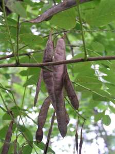 FRUITS SÉCHÉS LOCUSTE NOIR VENTE EN GROS PRIX COMPÉTITIF & LIVRAISON RAPIDE - Product Image 5