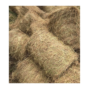 Paquetes de paja de arroz de buena calidad Productos agrícolas Precio atractivo Paja DE TRIGO Alimentación animal - Product Image 1