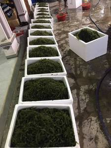 สาหร่ายทะเลแห้ง Caulerpa Lentillifera สำหรับผู้ซื้อขายส่งต่างประเทศ - Product Image 4