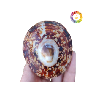 Coquillages de mer ovales polis à la main belle finition pour décor d'aquarium et projets domestiques - Product Image 5