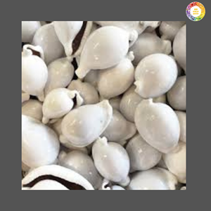 Coquillages de conque et cauri de qualité supérieure | Décoration naturelle de la mer | Exportation en vrac du Vietnam - Product Image 1