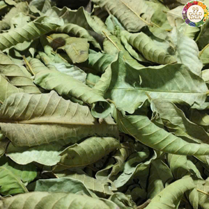 Feuilles de goyave séchées du Vietnam, matière première naturelle, idéales pour les industries de la fabrication de thé et le développement de saveurs culinaires légères. - Product Image 4