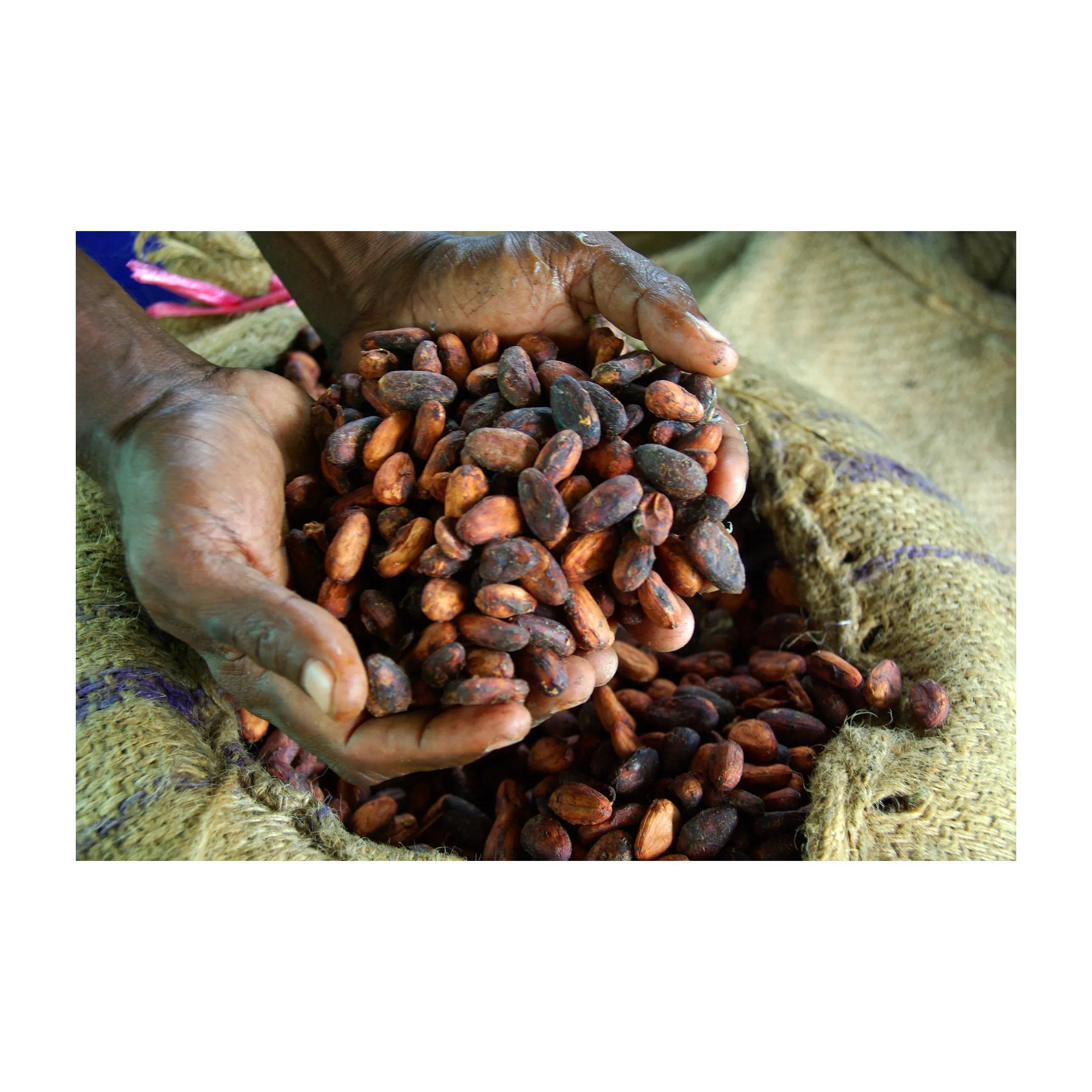 Fave di Cacao essiccate di qualità/fave di Cacao