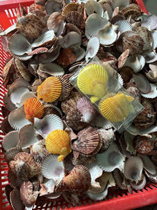 Auténticas conchas de vieiras de aguas profundas con texturas naturales para detalles sofisticados de bodas en la playa y decoración de mesas para invitados. - Product Image 2