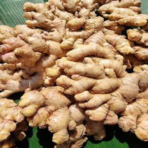 <b>Fresh</b> Young <b>Ginger</b> Natural Yellow Rhizome Common Cultivation Bulk Supply for Food Processing 5kg From Uttaradit - Product Image 1