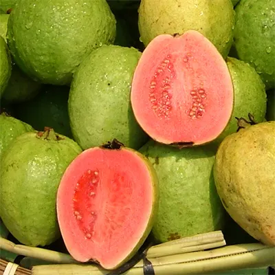 BEST SUPPLIED HIGH QUALITY 100% FRESH PINK GUAVA/ GUAVA FRUIT