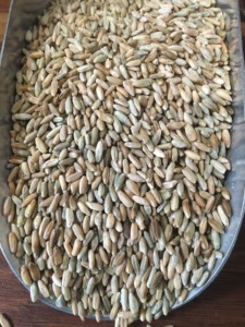 Grano de centeno orgánico puro de la mejor calidad a la venta - Product Image 6