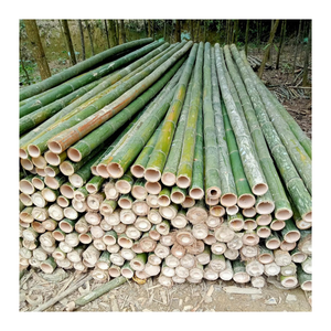 เสาไม้ไผ่สำหรับการเกษตรกำหนดขนาดได้เองผู้จำหน่ายไม้ไผ่สำหรับสวนกลางแจ้งการทำฟาร์มสนับสนุนในเวียดนาม - Product Image 5