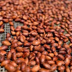 Venta al por Mayor de Granos de Cacao de Primera Calidad, Directo de Fábrica, para Empresas de Procesamiento de Alimentos - Product Image 3