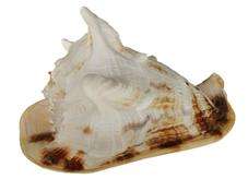 Produit de fruits de mer naturel du Vietnam de grande coquille épineuse d'exportation en gros fournisseur de haute qualité - Product Image 2