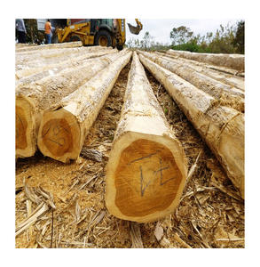 Troncos de haya de 3 metros de longitud para un transporte y procesamiento eficientes en aserraderos y plantas de chapa, exportación al por mayor. - Product Image 1