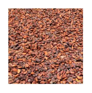 Grains de Cacao séchés de qualité/grains de Cacao