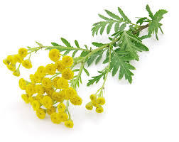 Aceite esencial de tanaceto azul de la mejor calidad terapéutica al por mayor a buen precio 100% aceite esencial de tanaceto azul puro - Product Image 4