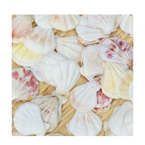 Coquilles de pétoncle écologiques durables pour l'affichage des aliments de restaurant Art côtier fait à la main et décoration de mariage bricolage - Product Image 3