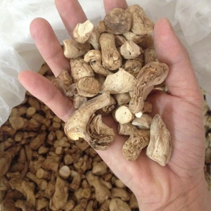 การแข่งขันราคามาตรฐานที่มีคุณภาพอินทรีย์เห็ดหอมลำต้น Ms โซฟี - Product Image 1