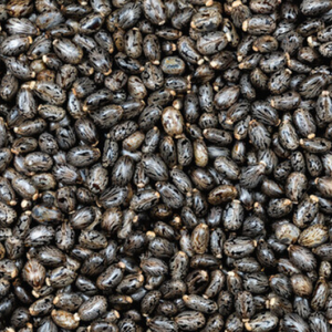 เมล็ดละหุ่งดิบ100% อินเดียสินค้าเกษตรอินทรีย์ - Product Image 3