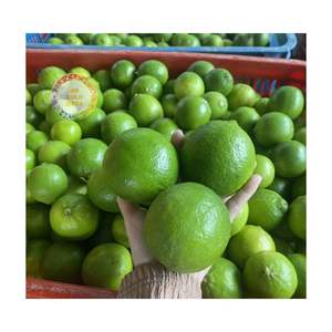 Kích thước lớn chanh xanh tươi không có hạt siêu vị chua và giàu nước chanh tươi Việt Nam Nhà cung cấp sẵn sàng để vận chuyển chanh - Product Image 3