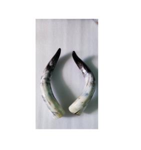 Buffalo paire corne artisanat décor écologique naturel vache paire corne maison décorer à la main à un prix abordable - Product Image 3
