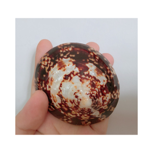 99 GD ให้ในเปลือกหอยขนาดใหญ่เปลือก limpet สำหรับการส่งออก: ความหลากหลายของขนาดและรูปทรงต้นกำเนิดในเวียดนาม - Product Image 2