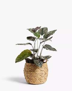 Maceta Decorativa de Jacinto de Agua para Plantas de Interior y Exterior, Macetas para Flores, Estilo para Sala de Estar y Balcón - Product Image 3