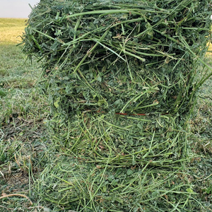 Export-Grade Alfalfa Hay - For Cattle, Horses, Sheep & Goats - Bulk <b>Supply</b> - Product Image 2