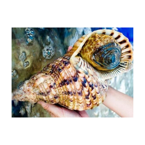 Besoin de coquilles uniques? Choisissez des coquillages trompette, parfaits pour la décoration intérieure, l'artisanat personnalisé, l'utilisation d'aquarium et les cadeaux - Product Image 4