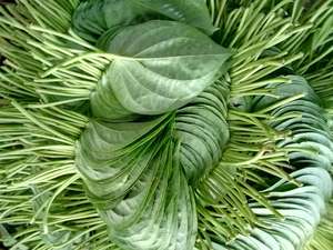 HOJAS DE BETEL/BIENESTAR NATURAL/ETIQUETA LIMPIA/REMEDIO HERBAL/DE VIETNAM - Product Image 4