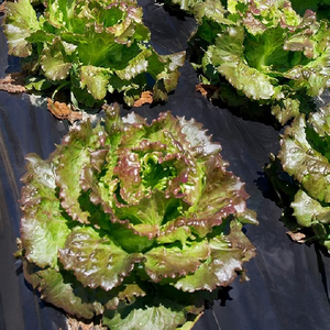 Copertura delle cipolle alla fragola Anti erba argento nero 30 Micron pellicola di pacciame di plastica - Product Image 4