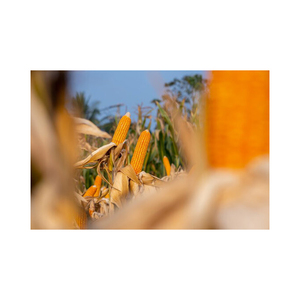 Grans de maíz amarillo seco Precio de Venta caliente de la mejor calidad del proveedor canadiense - Product Image 5
