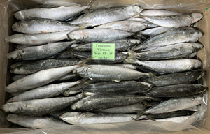 Pescado Sardina de Aleta Corta de Grado de Exportación de Vietnam, Congelado Entero, Método IQF BQF, Larga Conservación de 24 Meses, Envasado al Vacío a Granel, DAI TIEN VINH - Product Image 6