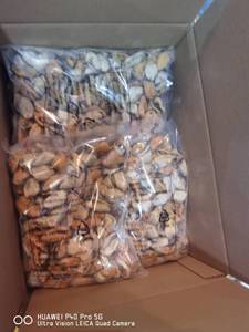 Venta al por mayor caliente MARISCOS CONGELADOS hervidos carne de mejillón cocido IQF proveedor de China - Product Image 6