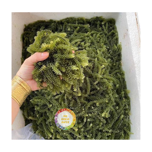 องุ่นทะเล/องุ่นทะเลแห้งมาตรฐานส่งออกธรรมชาติที่มีคุณภาพสูงและอร่อยสุดๆ - Product Image 2