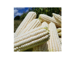 Maíz Amarillo y Blanco para Alimentación Animal/Proveedores de Maíz Amarillo y Blanco a Granel, Mejor Calidad a Precio Económico, Maíz Amarillo en Venta - Product Image 3