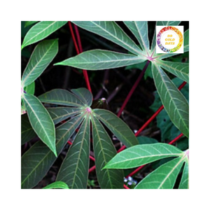 Hoja de yuca recién congelada ideal para sopas, guisos y varios platos exóticos llenos de bondades naturales de Vietnam - Product Image 1