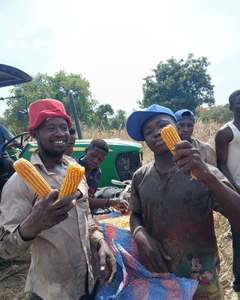 Maïs jaune de qualité industrielle pour le test de poids, maïs blanc biologique pour l'amidon, l'éthanol et la brasserie, pour la consommation humaine et animale - Product Image 4