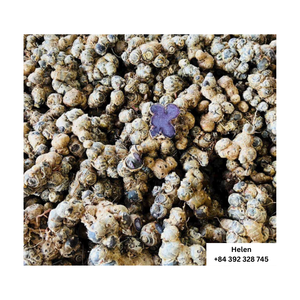 ขิงหั่นเป็นชิ้นแห้งปลายสูงขิงดำและเหลืองแบบพรีเมี่ยมใหม่ล่าสุดจากเอเชีย - Product Image 6