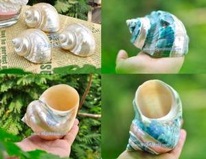 Concha de Caracol Natural de Vietnam para Manualidades y Decoración - Product Image 5