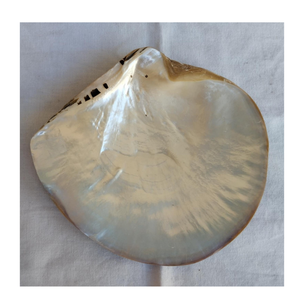 Plato de concha decorativo de plato de nácar hecho a mano de alta calidad para hoteles, restaurantes de catering y servicio de Mariscos finos - Product Image 1