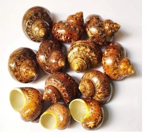 Concha de Caracol Natural de Vietnam para Manualidades y Decoración - Product Image 1