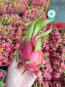 Fruta fresca de dragón de Vietnam, carne blanca, Pitaya, fruta tropical dulce, directo de la granja, suministro estable para pedidos de exportación - Product Image 6
