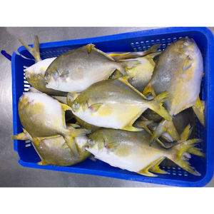 Pomfret Dorado Congelado Entero Redondo 600-800g, Pescado Pompano Dorado de Cultivo Chino - Product Image 2