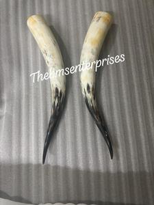 Rare meilleure qualité taureau, boeuf, vache, corne plus longue paire en vrac et au détail Unique unique bovin poli corne paire disponible - Product Image 2