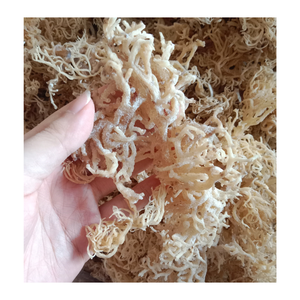 มอสทะเลไอริชสีทองแบบเค็มมอสจากเวียดนาม Eucheuma cottonii สีเหลือง/สีม่วงแห้ง - Product Image 4