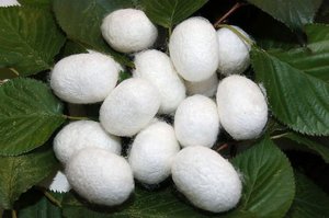 Cocon de Soie Entier Biologique Biodégradable avec Collagène pour le Visage et les Soins de la Peau - Écologique, 1/3 de Coupe, Sûr et Lavable - Product Image 6